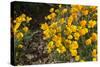 Mexican Poppies Blooming in the Little Florida Mountains, New Mexico-null-Stretched Canvas