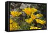 Mexican Poppies Blooming in the Little Florida Mountains, New Mexico-null-Framed Stretched Canvas