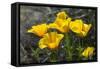 Mexican Poppies Blooming in the Little Florida Mountains, New Mexico-null-Framed Stretched Canvas