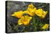 Mexican Poppies Blooming in the Little Florida Mountains, New Mexico-null-Stretched Canvas