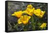 Mexican Poppies Blooming in the Little Florida Mountains, New Mexico-null-Framed Stretched Canvas