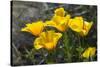 Mexican Poppies Blooming in the Little Florida Mountains, New Mexico-null-Stretched Canvas