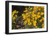 Mexican Poppies Blooming in the Little Florida Mountains, New Mexico-null-Framed Photographic Print