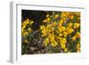 Mexican Poppies Blooming in the Little Florida Mountains, New Mexico-null-Framed Photographic Print