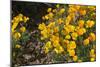 Mexican Poppies Blooming in the Little Florida Mountains, New Mexico-null-Mounted Photographic Print