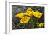 Mexican Poppies Blooming in the Little Florida Mountains, New Mexico-null-Framed Photographic Print