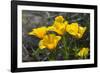 Mexican Poppies Blooming in the Little Florida Mountains, New Mexico-null-Framed Photographic Print