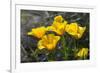 Mexican Poppies Blooming in the Little Florida Mountains, New Mexico-null-Framed Photographic Print