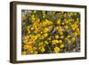 Mexican Poppies Blooming in the Little Florida Mountains, New Mexico-null-Framed Photographic Print