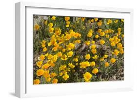 Mexican Poppies Blooming in the Little Florida Mountains, New Mexico-null-Framed Photographic Print