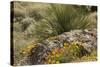 Mexican Poppies, narrow-Leaf Yucca and Other Chihuahuan Desert Plants in Rockhound State Park, NM-null-Stretched Canvas