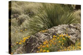 Mexican Poppies, narrow-Leaf Yucca and Other Chihuahuan Desert Plants in Rockhound State Park, NM-null-Stretched Canvas