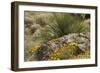 Mexican Poppies, narrow-Leaf Yucca and Other Chihuahuan Desert Plants in Rockhound State Park, NM-null-Framed Photographic Print