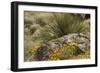 Mexican Poppies, narrow-Leaf Yucca and Other Chihuahuan Desert Plants in Rockhound State Park, NM-null-Framed Photographic Print