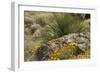 Mexican Poppies, narrow-Leaf Yucca and Other Chihuahuan Desert Plants in Rockhound State Park, NM-null-Framed Photographic Print