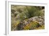 Mexican Poppies, narrow-Leaf Yucca and Other Chihuahuan Desert Plants in Rockhound State Park, NM-null-Framed Photographic Print