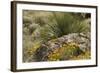 Mexican Poppies, narrow-Leaf Yucca and Other Chihuahuan Desert Plants in Rockhound State Park, NM-null-Framed Photographic Print