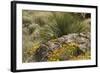 Mexican Poppies, narrow-Leaf Yucca and Other Chihuahuan Desert Plants in Rockhound State Park, NM-null-Framed Photographic Print