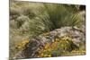 Mexican Poppies, narrow-Leaf Yucca and Other Chihuahuan Desert Plants in Rockhound State Park, NM-null-Mounted Photographic Print