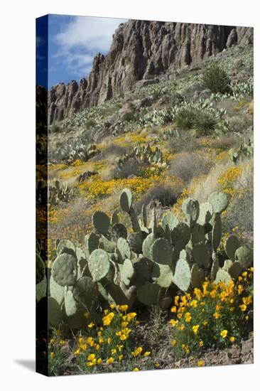 Mexican Poppies, Prickly-Pear and Other Chihuahuan Desert Plants in Rockhound State Park, NM-null-Stretched Canvas