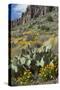 Mexican Poppies, Prickly-Pear and Other Chihuahuan Desert Plants in Rockhound State Park, NM-null-Stretched Canvas