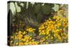 Mexican Poppies, Prickly-Pear and Other Chihuahuan Desert Plants in Rockhound State Park, NM-null-Stretched Canvas