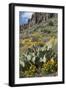 Mexican Poppies, Prickly-Pear and Other Chihuahuan Desert Plants in Rockhound State Park, NM-null-Framed Photographic Print