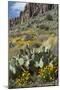 Mexican Poppies, Prickly-Pear and Other Chihuahuan Desert Plants in Rockhound State Park, NM-null-Mounted Photographic Print