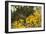 Mexican Poppies, Prickly-Pear and Other Chihuahuan Desert Plants in Rockhound State Park, NM-null-Framed Photographic Print