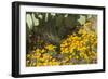 Mexican Poppies, Prickly-Pear and Other Chihuahuan Desert Plants in Rockhound State Park, NM-null-Framed Photographic Print