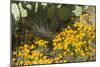 Mexican Poppies, Prickly-Pear and Other Chihuahuan Desert Plants in Rockhound State Park, NM-null-Mounted Photographic Print