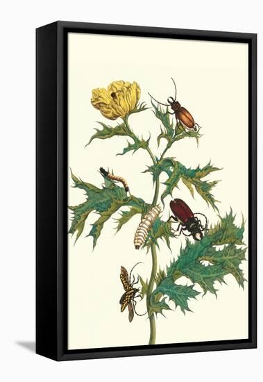 Mexican Prickly Poppy a Longhorned Beetle and an Elateridae Beetle Larva-Maria Sibylla Merian-Framed Stretched Canvas