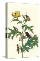 Mexican Prickly Poppy a Longhorned Beetle and an Elateridae Beetle Larva-Maria Sibylla Merian-Stretched Canvas