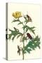 Mexican Prickly Poppy a Longhorned Beetle and an Elateridae Beetle Larva-Maria Sibylla Merian-Stretched Canvas