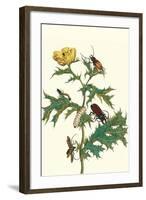 Mexican Prickly Poppy a Longhorned Beetle and an Elateridae Beetle Larva-Maria Sibylla Merian-Framed Art Print