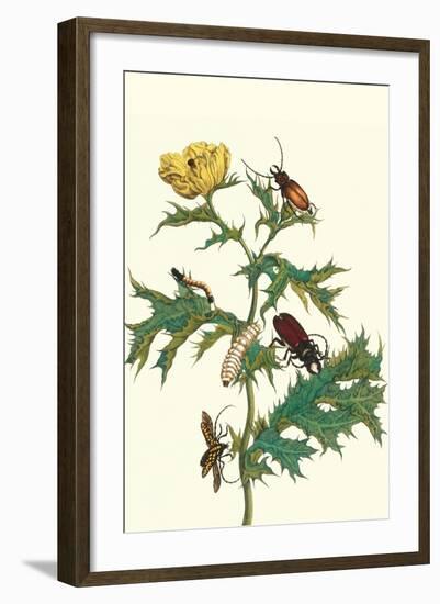 Mexican Prickly Poppy a Longhorned Beetle and an Elateridae Beetle Larva-Maria Sibylla Merian-Framed Art Print