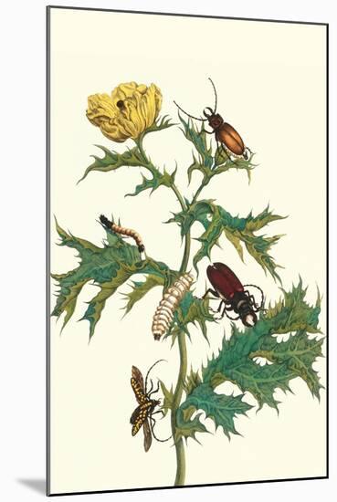 Mexican Prickly Poppy a Longhorned Beetle and an Elateridae Beetle Larva-Maria Sibylla Merian-Mounted Art Print