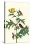 Mexican Prickly Poppy a Longhorned Beetle and an Elateridae Beetle Larva-Maria Sibylla Merian-Stretched Canvas