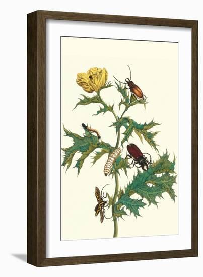 Mexican Prickly Poppy a Longhorned Beetle and an Elateridae Beetle Larva-Maria Sibylla Merian-Framed Art Print