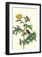 Mexican Prickly Poppy a Longhorned Beetle and an Elateridae Beetle Larva-Maria Sibylla Merian-Framed Art Print