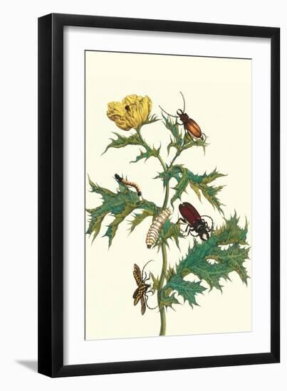 Mexican Prickly Poppy a Longhorned Beetle and an Elateridae Beetle Larva-Maria Sibylla Merian-Framed Art Print