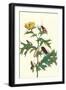 Mexican Prickly Poppy a Longhorned Beetle and an Elateridae Beetle Larva-Maria Sibylla Merian-Framed Art Print