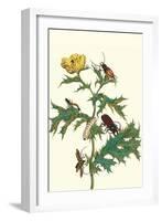 Mexican Prickly Poppy a Longhorned Beetle and an Elateridae Beetle Larva-Maria Sibylla Merian-Framed Art Print