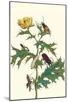 Mexican Prickly Poppy a Longhorned Beetle and an Elateridae Beetle Larva-Maria Sibylla Merian-Mounted Art Print