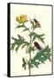 Mexican Prickly Poppy a Longhorned Beetle and an Elateridae Beetle Larva-Maria Sibylla Merian-Framed Stretched Canvas