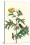 Mexican Prickly Poppy a Longhorned Beetle and an Elateridae Beetle Larva-Maria Sibylla Merian-Stretched Canvas