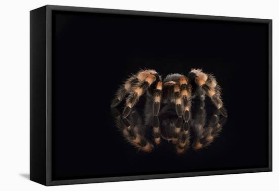 Mexican Red Knee Tarantula (Brachypelma Smithi), captive, Mexico, North America-Janette Hill-Framed Stretched Canvas