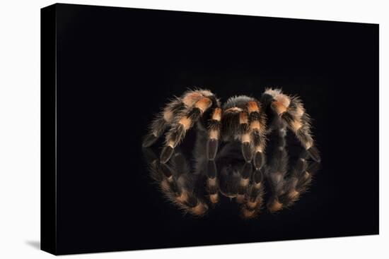 Mexican Red Knee Tarantula (Brachypelma Smithi), captive, Mexico, North America-Janette Hill-Stretched Canvas