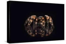 Mexican Red Knee Tarantula (Brachypelma Smithi), captive, Mexico, North America-Janette Hill-Stretched Canvas