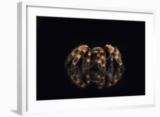 Mexican Red Knee Tarantula (Brachypelma Smithi), captive, Mexico, North America-Janette Hill-Framed Photographic Print